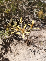 Pelargonium sabulosum