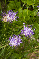 Phyteuma hemisphaericum