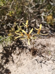 Pelargonium sabulosum