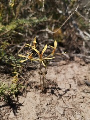 Pelargonium sabulosum