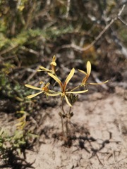 Pelargonium sabulosum