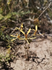 Pelargonium sabulosum