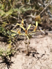 Pelargonium sabulosum