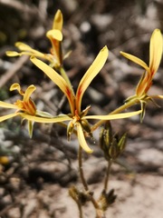 Pelargonium sabulosum