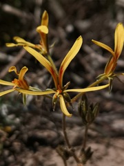 Pelargonium sabulosum