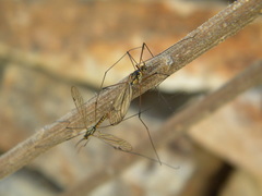 Nephrotoma theowaldi