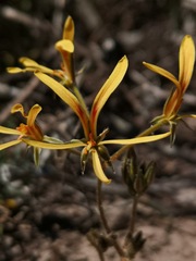 Pelargonium sabulosum