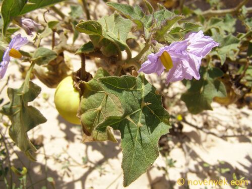 Solanum rigidum