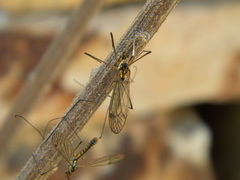 Nephrotoma theowaldi