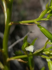 Eulophia lamellata