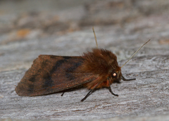 Phragmatobia assimilans