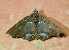Polygoniodes laciniata