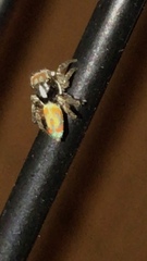 Maratus literatus