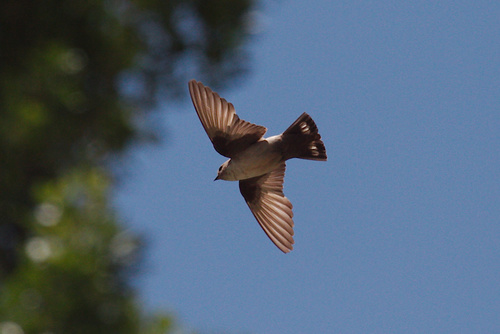 Eurasian Crag-Martin
