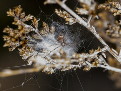 Rhysodromus pictus