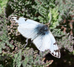 Phulia nymphula