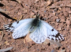 Phulia nymphula