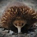 Echidnas - Photo (c) John Sear, some rights reserved (CC BY-NC)