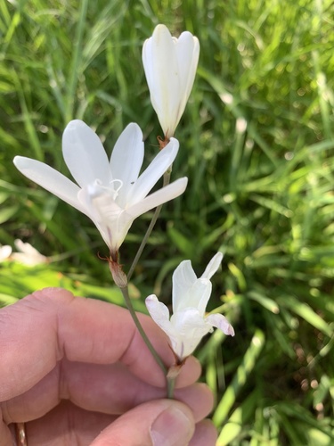 Sparaxis bulbifera