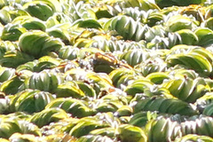 Salvinia biloba