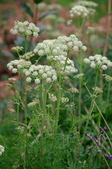 Cnidium cnidiifolium