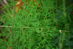 Cnidium cnidiifolium