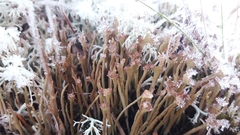 Cladonia ecmocyna