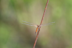 Tramea transmarina euryale