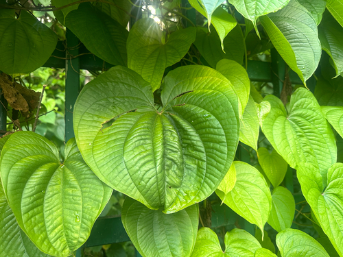 air yam (Dioscorea bulbifera)
