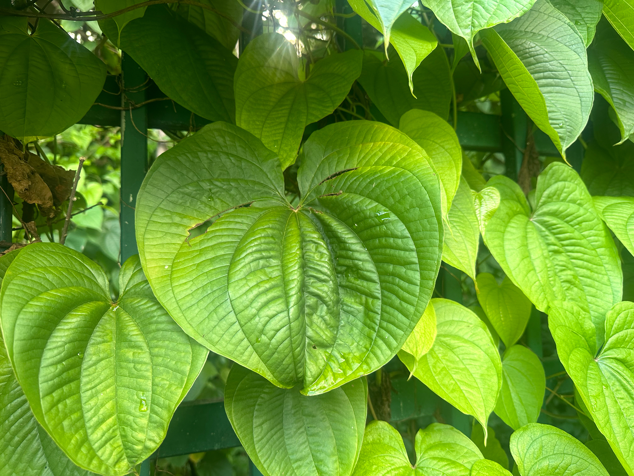 Dioscorea bulbifera