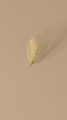 Apochrysa matsumurae