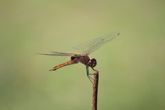 Tramea transmarina euryale