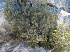 Brunia microphylla