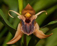 Coelogyne ovalis