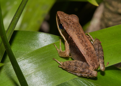 Indosylvirana