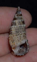 Rhinoclavis sinensis