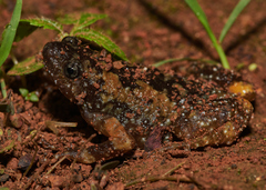 Uperodon montanus