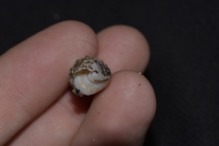 Rhinoclavis sinensis