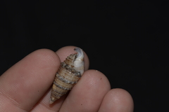 Rhinoclavis sinensis