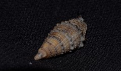 Rhinoclavis sinensis