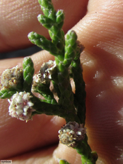 Brunia microphylla
