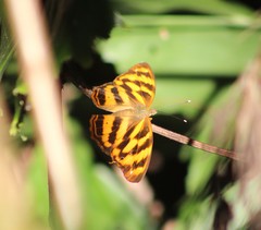 Herona marathus