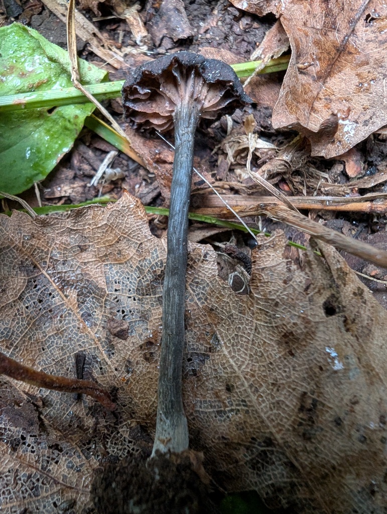 Laccaria murina