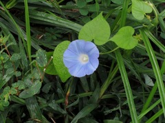 Ipomoea hederacea integriuscula