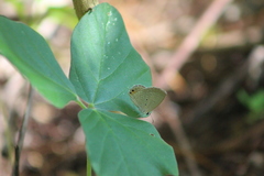 Catochrysops panormus exiguus