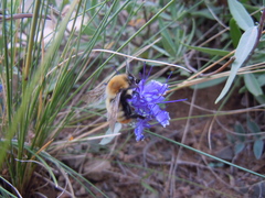 Bombus sibiricus