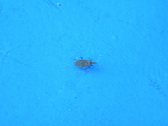 Dicranocephalus agilis