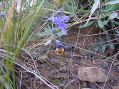 Bombus sibiricus
