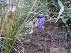 Bombus sibiricus