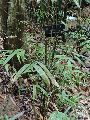 Indosasa ingens